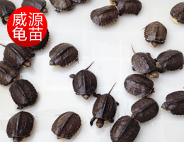 金钱龟苗
