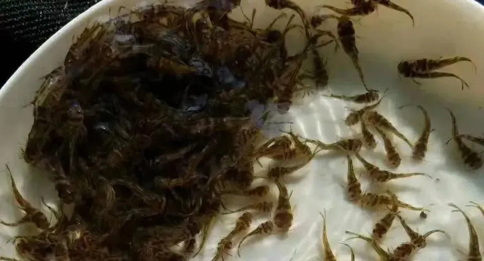 杀完虫，水产动物不开口吃料！怎么办？这几点一定要做好！